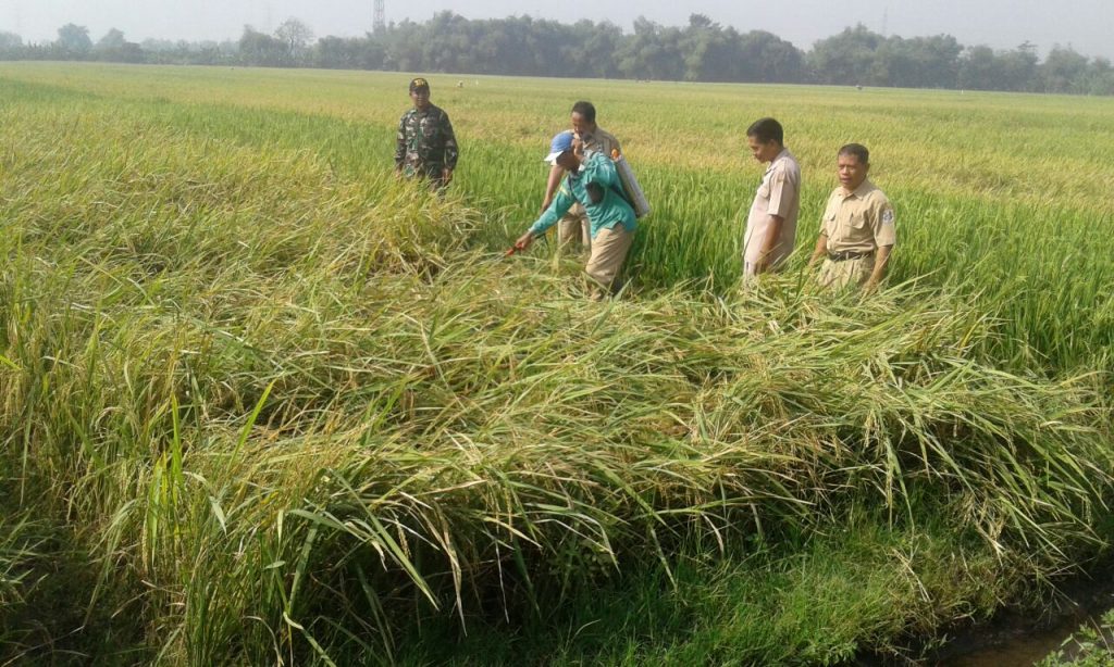 Hama Wereng Batang Coklat Serang Tanaman Padi di Kabupaten 