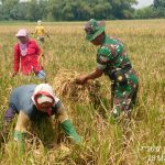 Petani Panen Padi