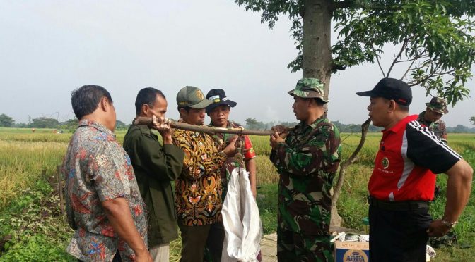Petani melakukan pengubinan