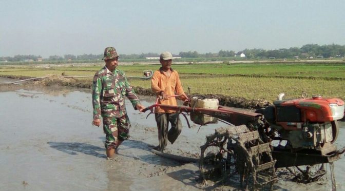 Mengolah Sawah pakai traktor