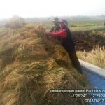 Panen Padi Ciherang