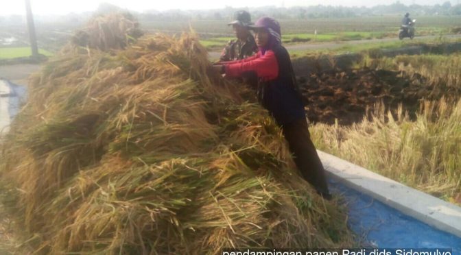 Panen Padi Ciherang