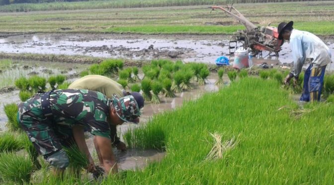 stok pangan aman