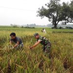 Panen Padi Ciherang