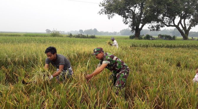 Panen Padi Ciherang