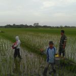 Pemupukan Padi