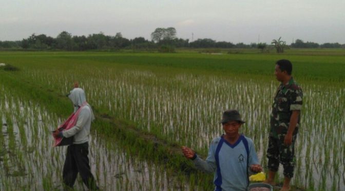 Pemupukan Padi