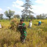 Petani Panen Padi