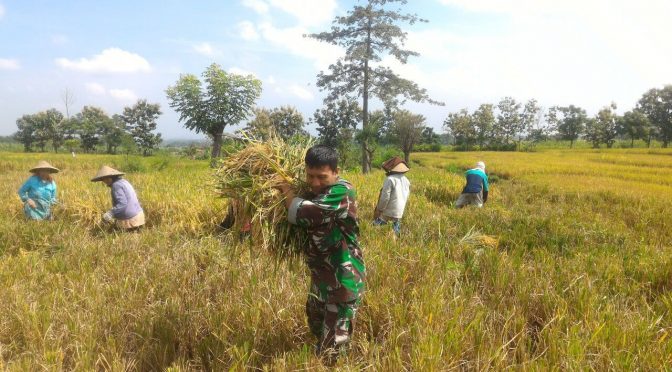Petani Panen Padi