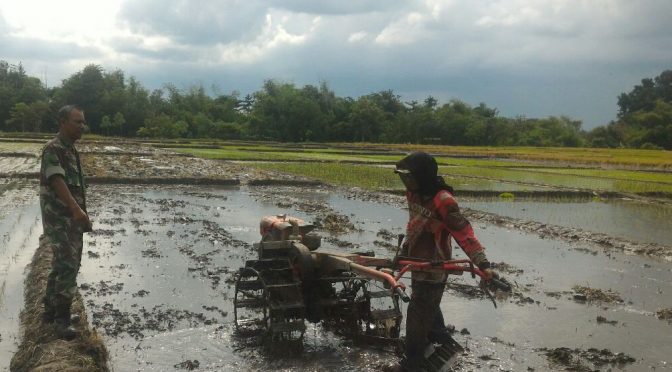 Tanam Padi