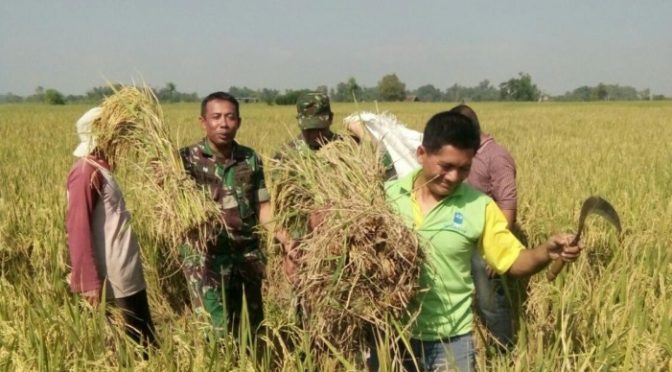 Panen Padi