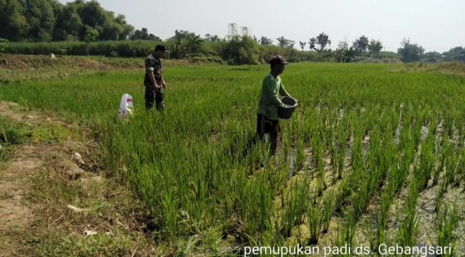 Pemupukan Padi