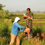 Penyemprotan hama wereng coklat