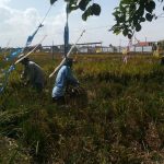 Panen Padi Ciherang di Lahan Perkotaan Hasilnya Melimpah