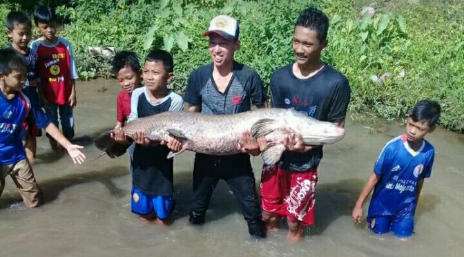 Pelepas Ikan Arapaima di Kali Brantas Mojokerto Bisa Dikenakan Sanksi Rp 1,5 Miliar