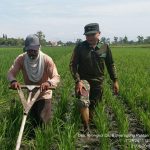 Babinsa Banjaragung Dampingi Petani Lakukan Penyiangan Gulma