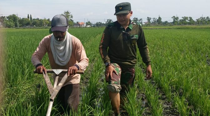 Babinsa Banjaragung Dampingi Petani Lakukan Penyiangan Gulma