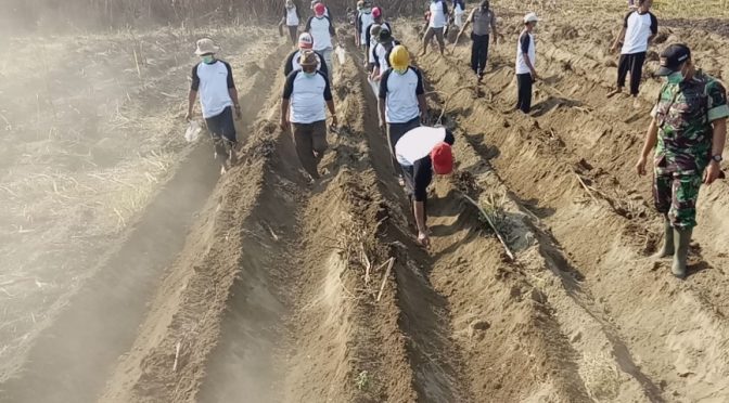 Hama Ureg yang Menjengkelkan, Begini Cara Mengatasi