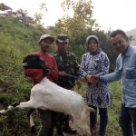 TMMD Kodim 0815 di Desa Jembul Beri Bantuan Kambing Ternak