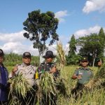 Tanam Padi Sistem Jarwo Dibahas di Field Farm Day