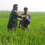 Pemupukan Padi Varietas Ceherang ala Petani Trowulan