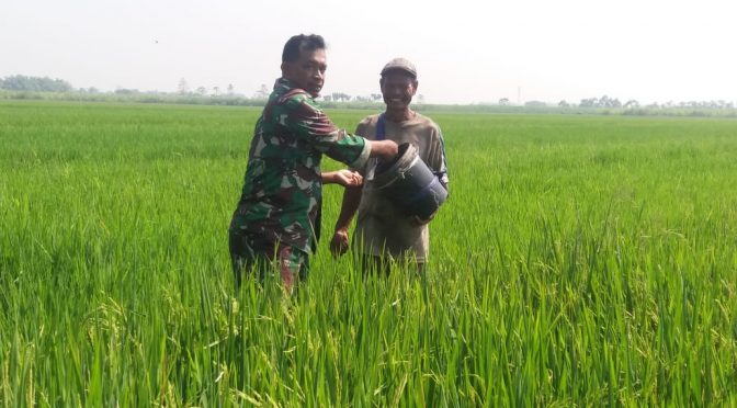 Pemupukan Padi Varietas Ceherang ala Petani Trowulan