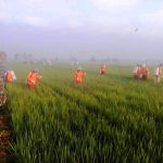 Penyemprotan Hama Padi