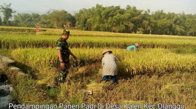 Padi Varietas Ciherang Menghasilkan 7 Ton Gabah per Hektar