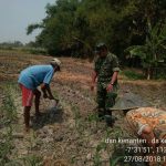 Koramil 0815/04 Dampingi Petani Perawatan Tanaman Jagung
