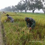 Petani Puri Hasilkan Gabah Ciherang 7,3 Ton Per Hektar