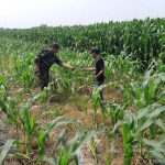 Babinsa Banjaragung Dampingi Petani Merawat Tanaman Jagung