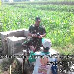 Begini Cara Babinsa Dlanggu Dampingi Petani Merawat Tanaman Jagung