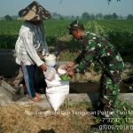 Dukung Ketersediaan Komoditas Pangan Ini yang Dilakukan Koramil 0815/04 Puri