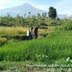Tangkal Hama Padi Varietas Mamberamo, Ini yang Dilakukan Babinsa Koramil Pacet Bersama Petani