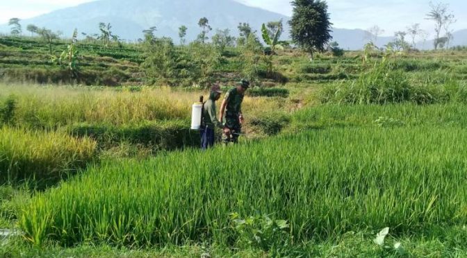 Tangkal Hama Padi Varietas Mamberamo, Ini yang Dilakukan Babinsa Koramil Pacet Bersama Petani