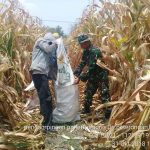 Petani Bangsal Panen Jagung Super Hibrida BISI-18 Capai 10 Ton per Hektar