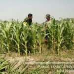 Cara Babinsa Koramil 0815/14 Dlanggu Antisipasi Gagal Panen Jagung