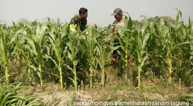 Cara Babinsa Koramil 0815/14 Dlanggu Antisipasi Gagal Panen Jagung
