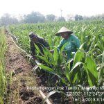 Dua Babinsa Jetis Dampingi Petani Merawat Jagung