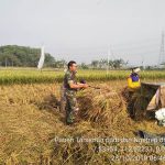 Dampak Kekeringan, Hasil Panen Padi Menurun di Kecamatan Ngoro