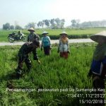 Babinsa Jatirejo Bersama Lakukan Penyiangan di Lahan 0,7 Hektar