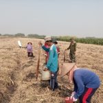 Tanam jagung hebrida