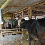 Danramil 0811/06 Plumpang Motivasi Peternak Sapi Tradisional