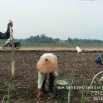 Petani Dawarblandong Mulai Tanam Jenis Jagung Varietas Pioneer-27