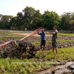 Cara Petani Kecamatan Ngoro Percepat Masa Tanam