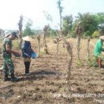 Musim Hujan, Petani Dawarblandong Tanam Padi Gogo
