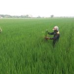 Cara Petani Gempolkerep Basmi Gulma Tanaman Padi