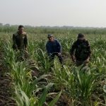 Cara Babinsa Gedeg Bersama PPL Cegah Serangan Hama Jagung