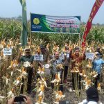 Dirjen PKH Kementan RI Safari Panen Jagung