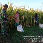 Petani Kutorejo Panen Raya Jagung Varietas Hibrida BISI-18 dan Pioneer